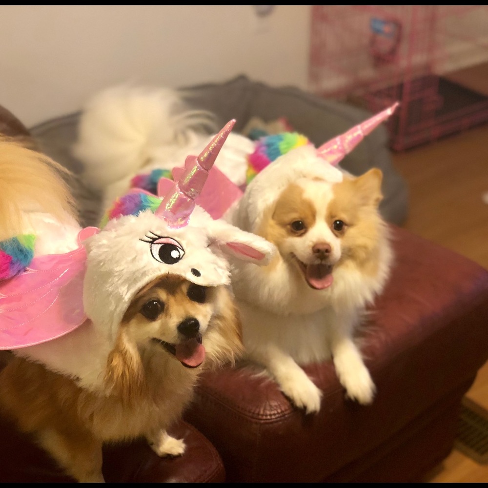 My precious grand dogs Halloween 2018